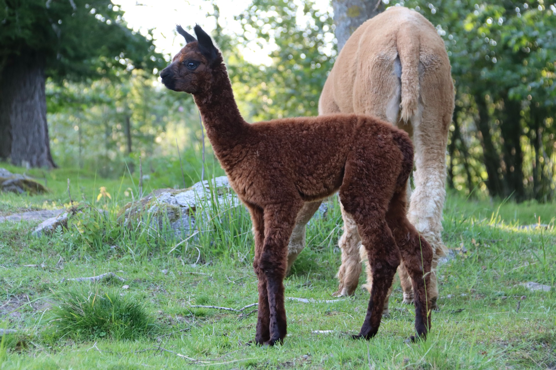Sednan kolmas jälkeläinen Wuthering Heights Rigel. Sleipnir osallistuu ensimmäistä kertaa näyttelyyn keväällä 2026. Kuva: Carita Saarinen