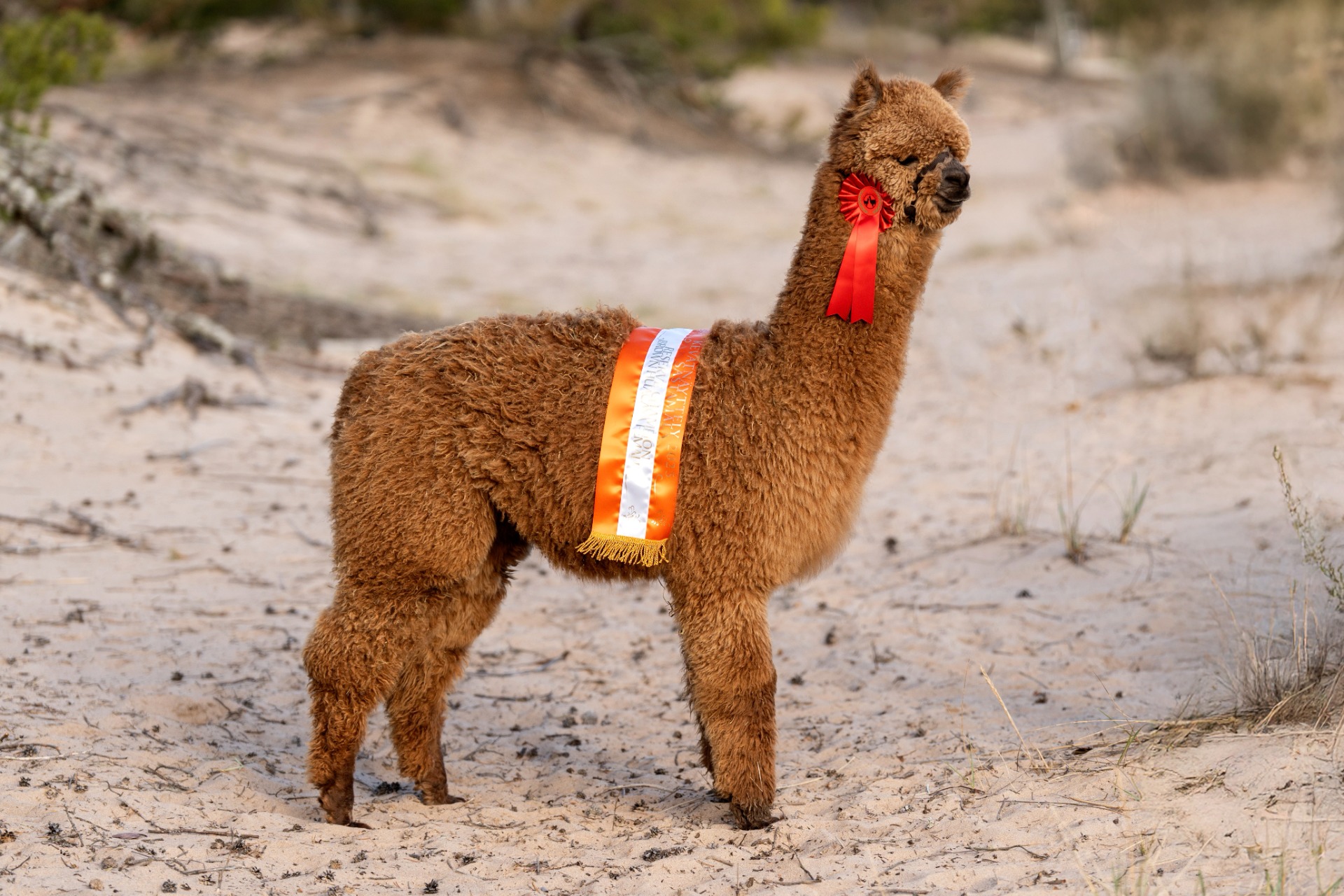 Cosmoksen vasa, Wuthering Heights Catherine, poseeraamassa palkintonauhansa ja ruusukkeensa kanssa Yyterissä. Catherinella on yksi 2. sijoitus, sekä yksi Reserve Champion. (Katso Catherinen oma kuvaus.) Kuva: Johanna Sjövall, Pori 