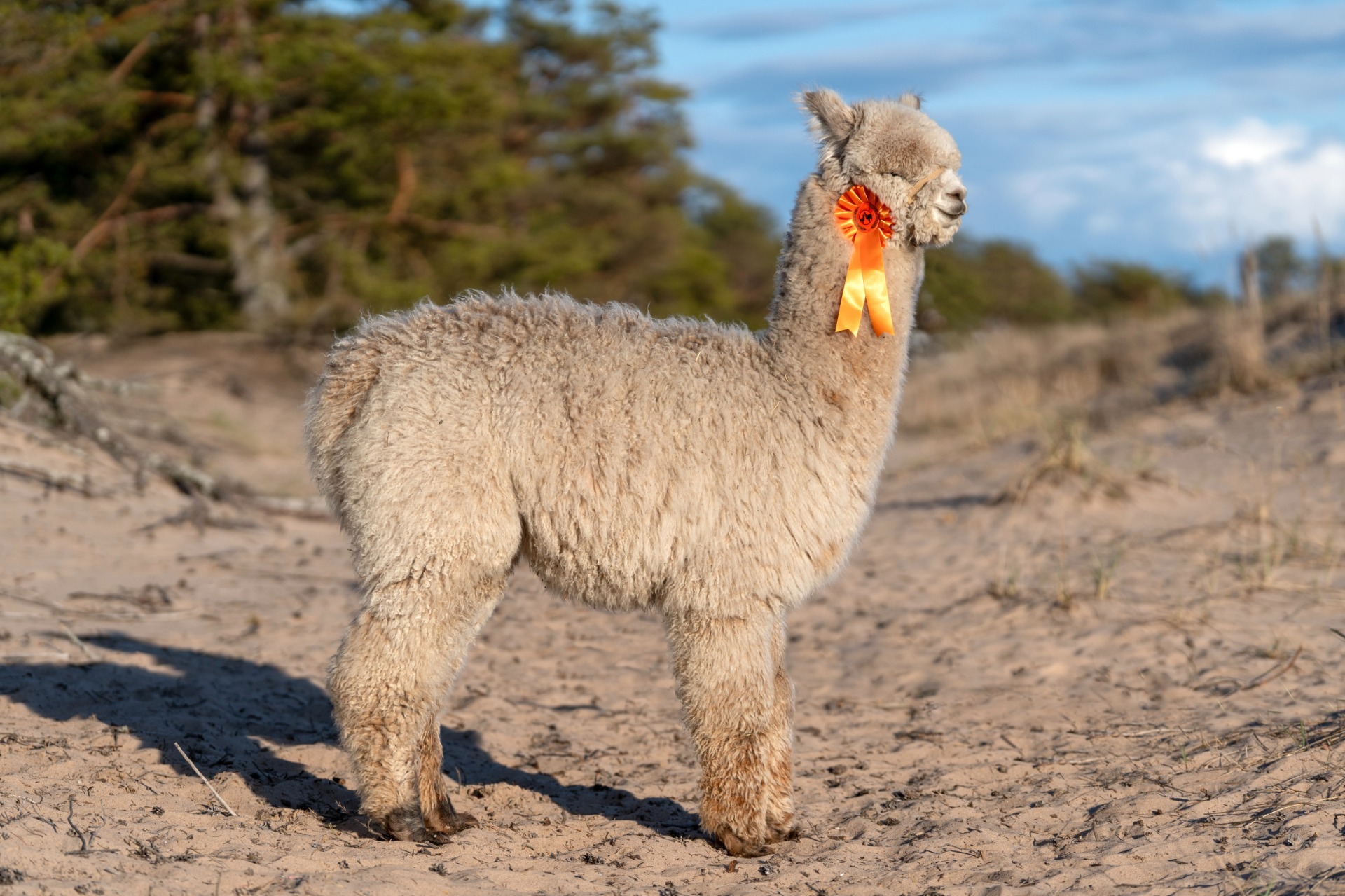 Cosmoksen vasa Wuthering Heights Saturno 25.4.2025 Yyterissä. Saturno tuli viidenneksi fawn junior males- luokassa. Tuomari joutui laskemaan Saturnon luokkansa viimeiseksi sen oltua väärän värinen kyseiseen luokkaan. Saturno on emänsä, Fridan, tavoin harlequin grey ja se olisi kuulunut modern grey luokkaan, jollaista ei ollut. Tuomari kuitenkin kehui kovasti Saturnoa ja toivoi voivansa arvostella sen uudelleen oikeassa luokassa. (Katso Saturnon oma kuvaus.) Kuva: Johanna Sjövall, Pori 