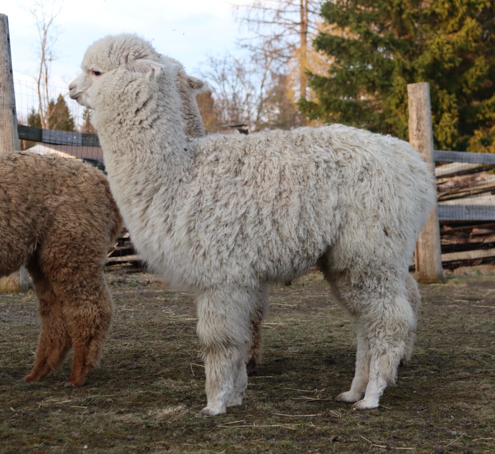 Cosmoksen vasa Wuthering Heights Echo 16.4.2025 lapsuudenkotonaan Humisevassa Harjussa. Echo asuu nykyisin Eurajoella, Pappilan Alpakat- tilalla. Kuva: Carita Saarinen, Pori 