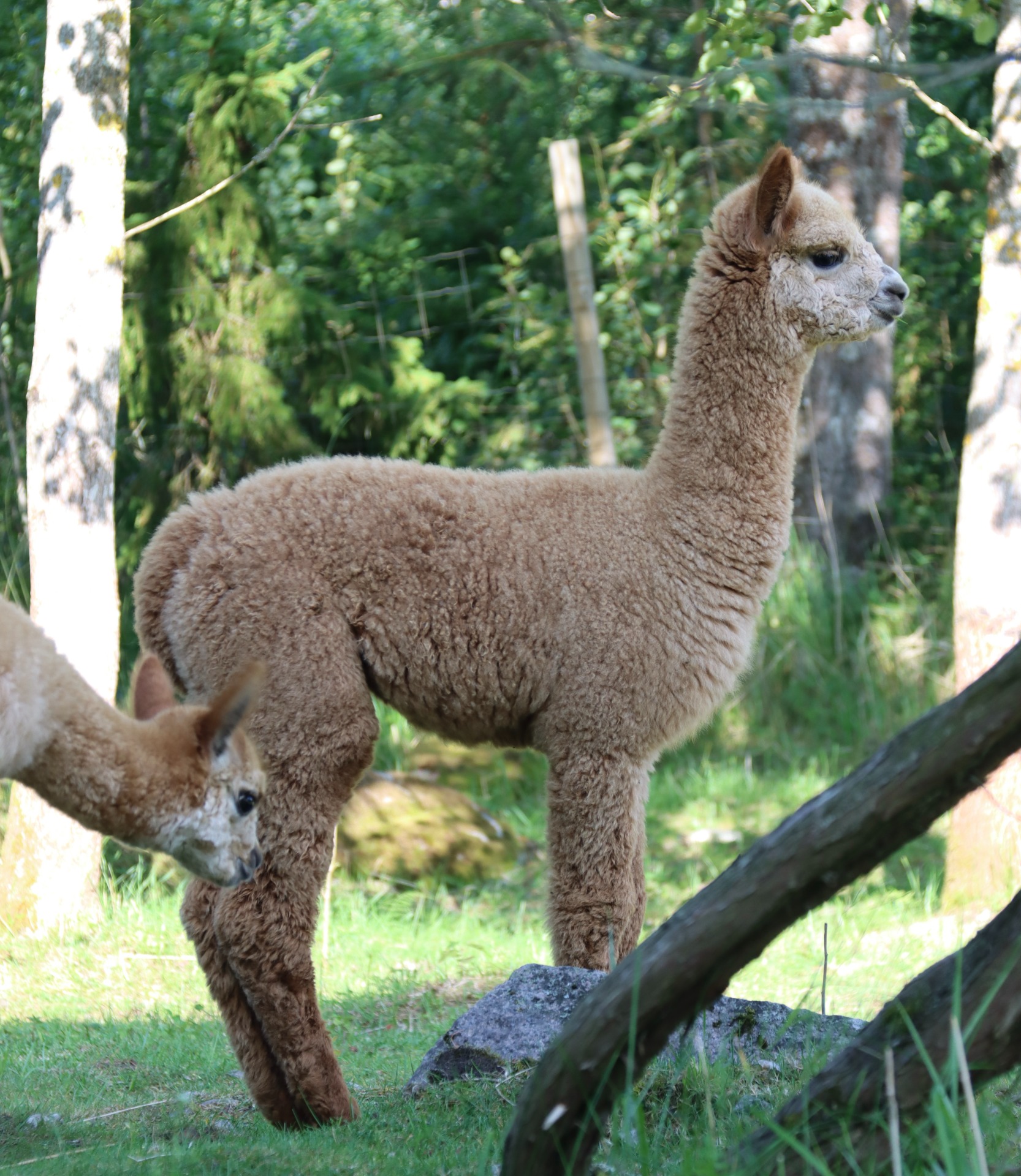 Cosmoksen vasan, Hepulin Perlilla. Perlilla syntyi Humisevassa Harjussa, jossa emä Villa Alpakan Lillan asui. Perlillan emo myytiin Hepulin Alpakoille hieman ennen Perlillan syntymää ja Perlillan nimesi uusi omistaja. Perlilla asuu nykyisin emonsa kanssa Hepulin Alpakoilla, Tarvasjoella. Toivottavasti näemme tämän kauniin tytön kevään 2026 näyttelyissä! Kuva: Carita Saarinen