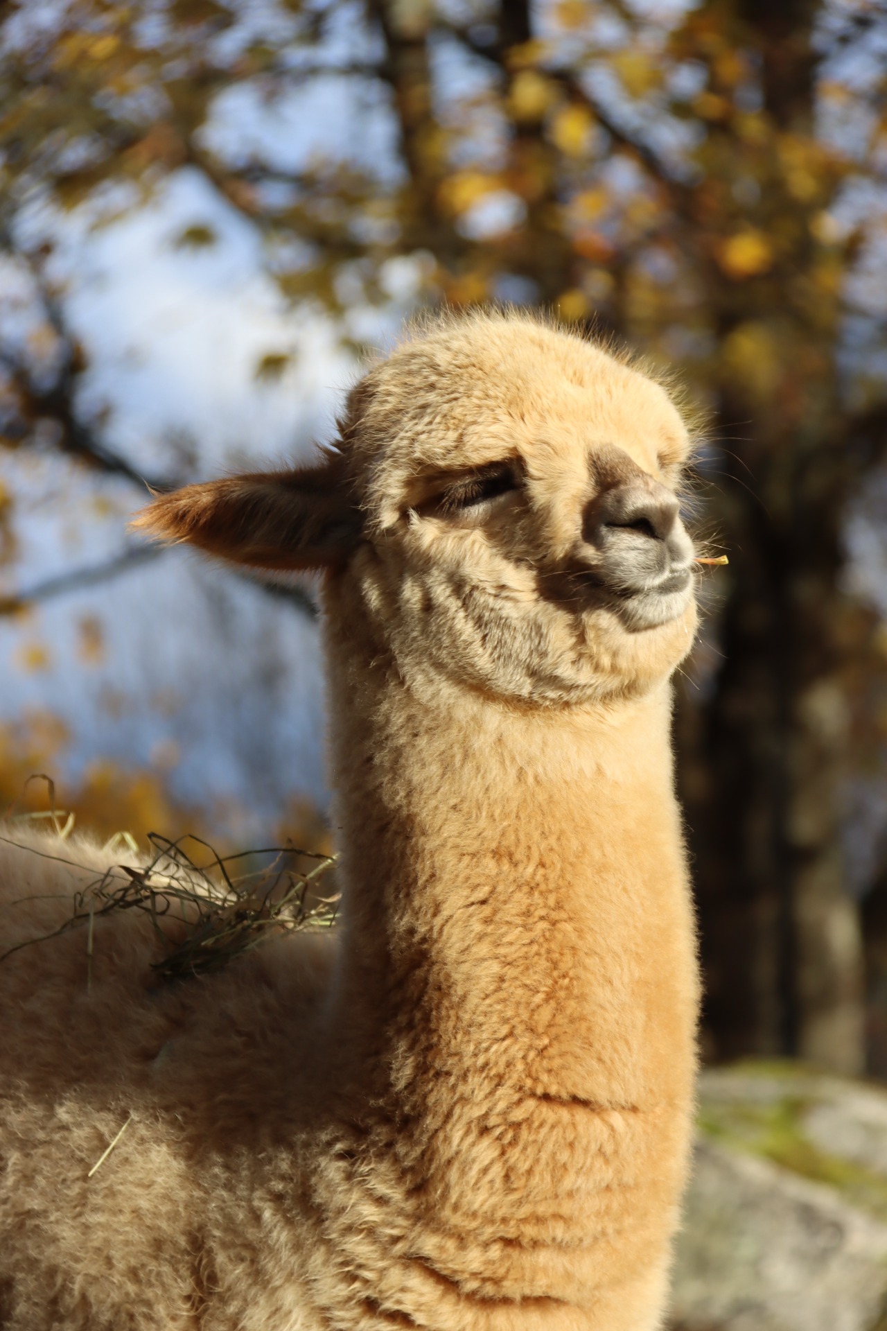 Cosmoksen vasa, Wuthering Heights Eirene, nauttimassa lokakuisista auringonsäteistä. Eirene osallistuu ensimmäistä kertaa näyttelyyn keväällä 2026. Kuva: Carita Saarinen