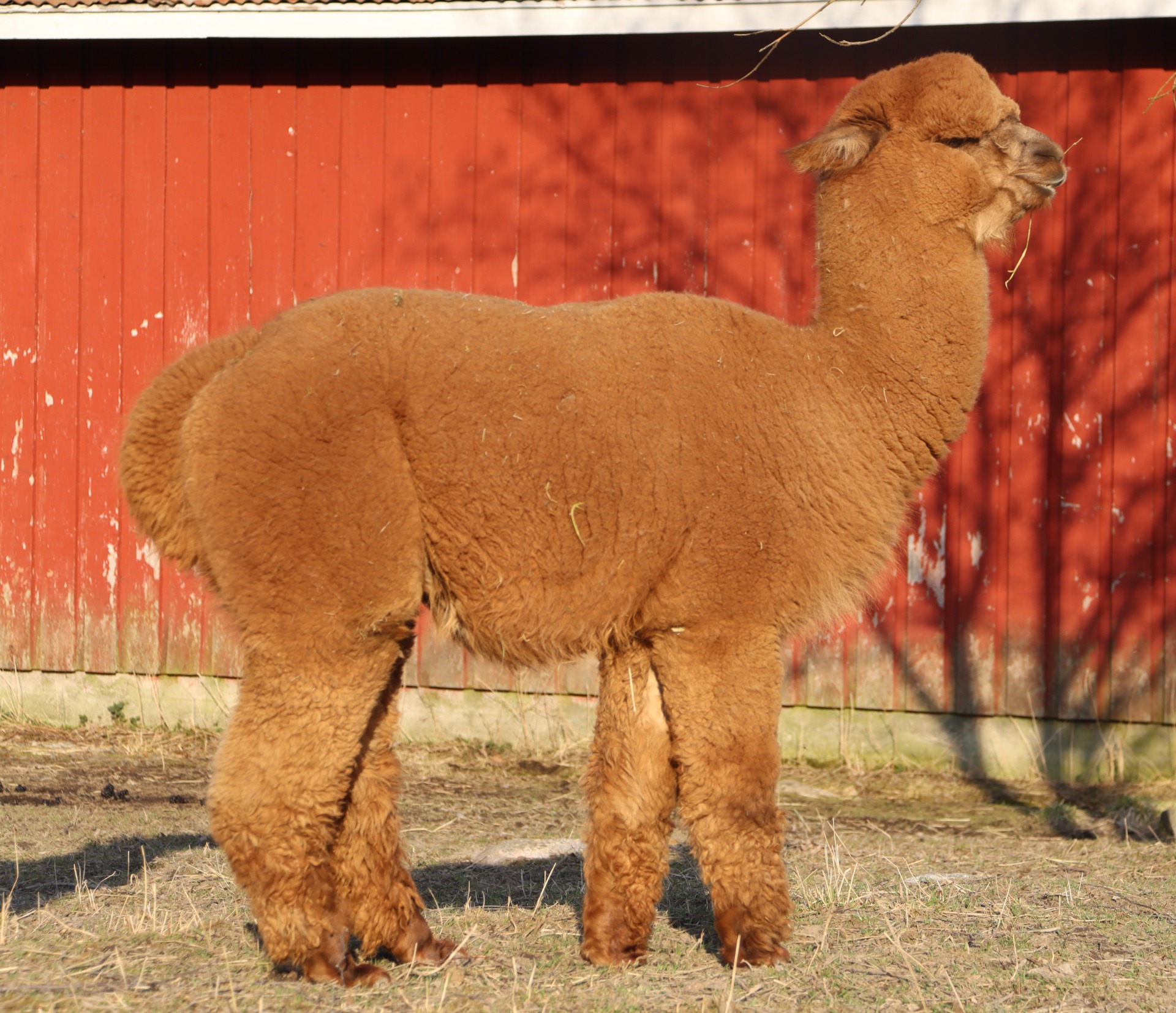 Cosmos juuri kääntymässä nelivuotiaaksi 16.4.2025. Kuvaaja: Carita Saarinen