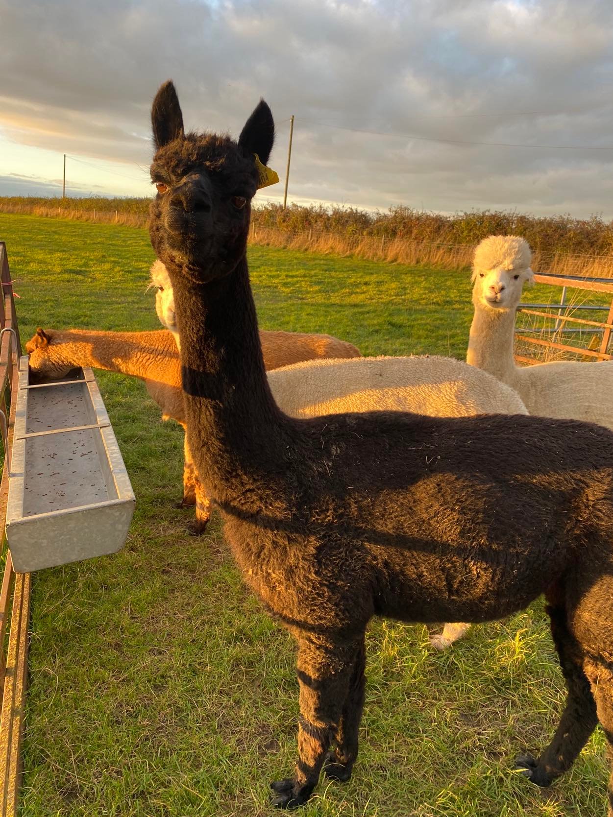 Aegeanin emo Blenheim Lucretia. Kuva: Limestone Alpacas