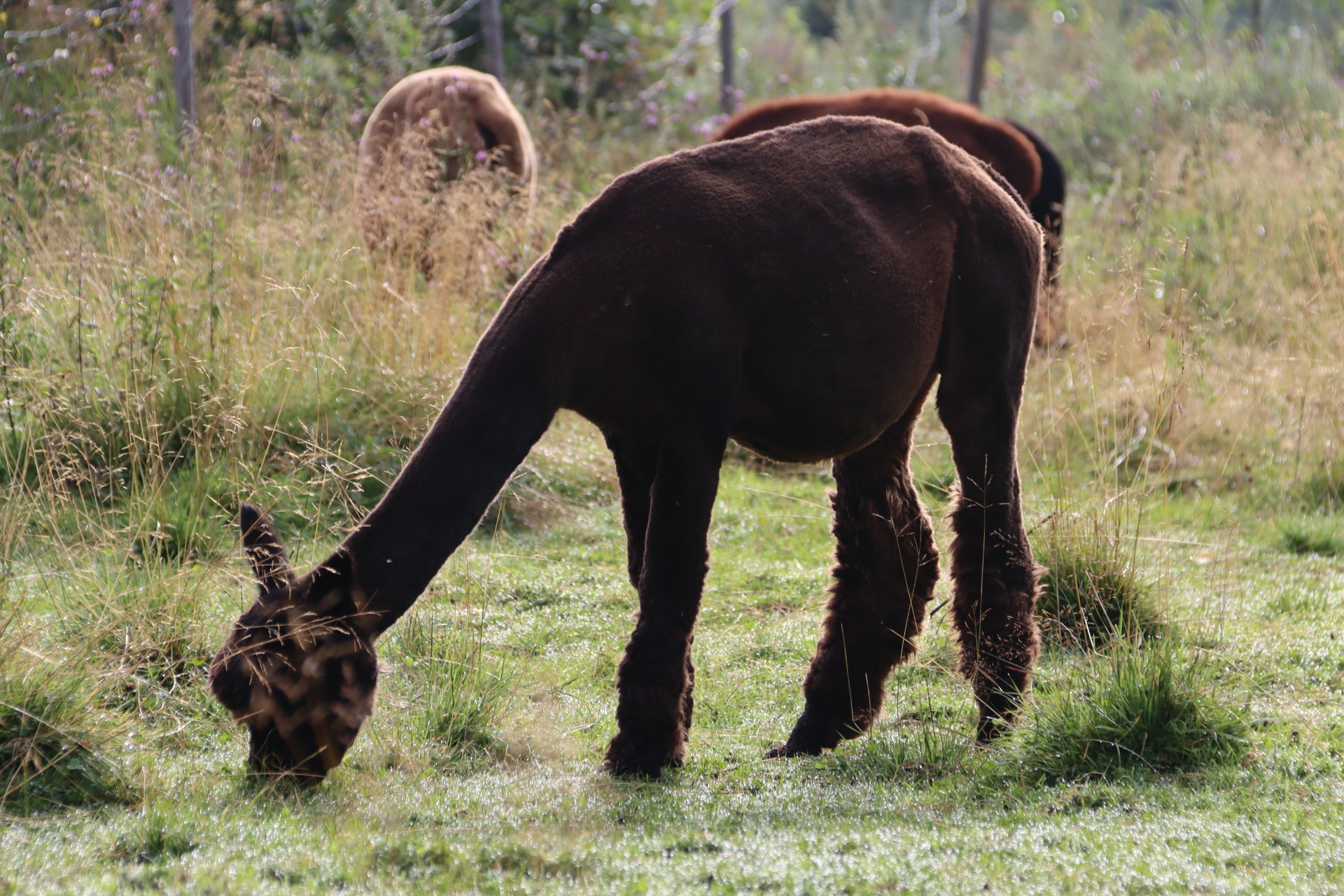 Gaia of Wuthering Heights 28.7.2024. Gaia en emien jälkeläisluokan voittaja 2025. Kuva: Carita Saarinen.