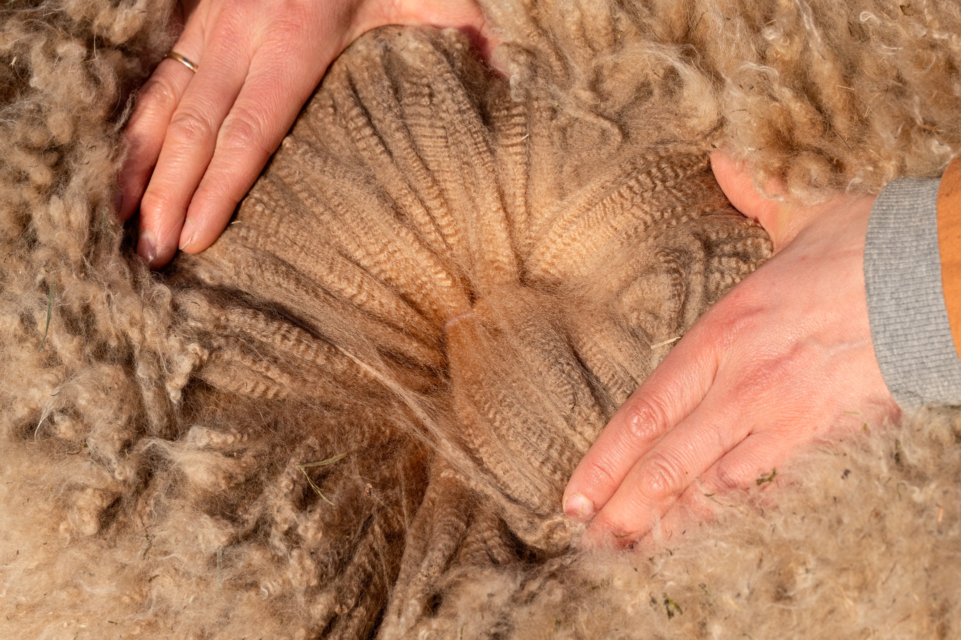 Solin tiiviisti järjestäytyneissä tapuleissa on erittäin hyvä hienous ja tasalaatuisuus ja kuitu on todella pitkää ja kiiltävää. Kuva: Johanna Sjövall, Pori 