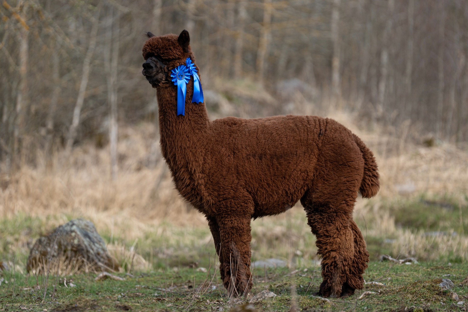 Wuthering Heigths Neptune 2.5.2024. Neptune on saanut neljä 2. sijaa ja kaksi 3. sijoitusta. Komea Neptune on aina jäänyt Cosmoksen jälkeen! Kuva: Johanna Sjövall, Pori