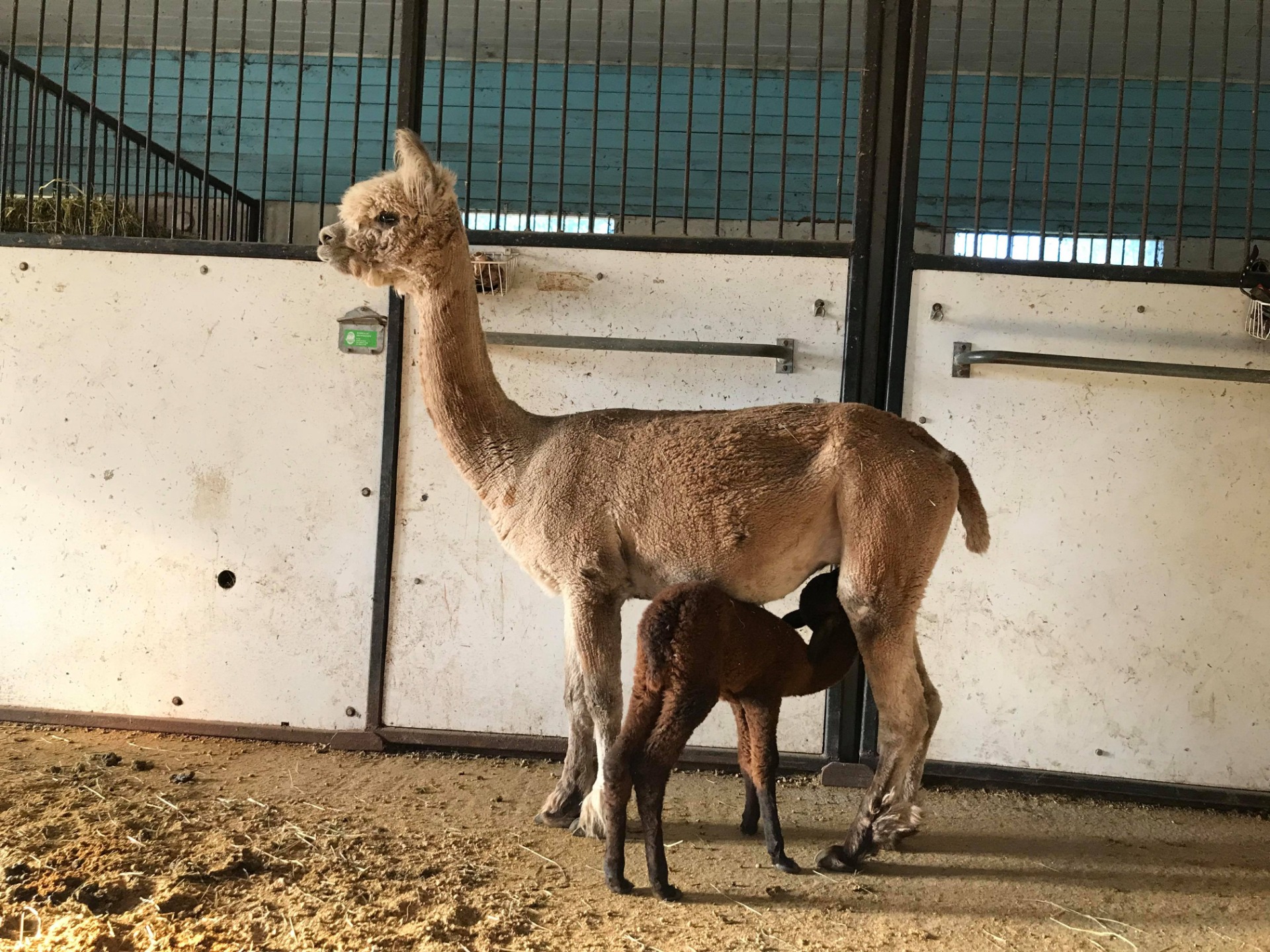 Neptunen äiti Merituulen Frida, kuvassa Neptune juuri syntyneenä, ensi kertaa maidolla. Frida sai Neptunen jälkeen vielä kolme vasaa, Hauronin, Uranoksen ja Saturnon. Kuva: Carita Saarinen
