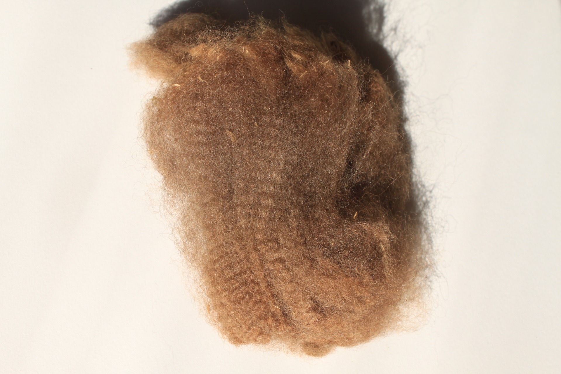 Fridan villa oli nuorempana erittäin hienoa ja tasalaatuista. Frida säilytti hyvät villanominaisuutensa hyvin vanhetessaan. 7. villa: 20,8 mic ja SD 4,8 mic, CEM 9,8 mic ja pituus 80mm. Kuva: Carita Saarinen