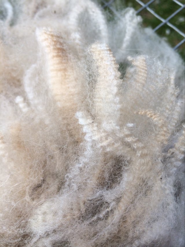 Fridan äidin, Merituulen Belladonnan villa. Neptunen villan hienous tulee pitkältä Neptunen sukujuurista, kummankin vanhemman puolelta! Kuva: Merituulen alpakat, Inkoo