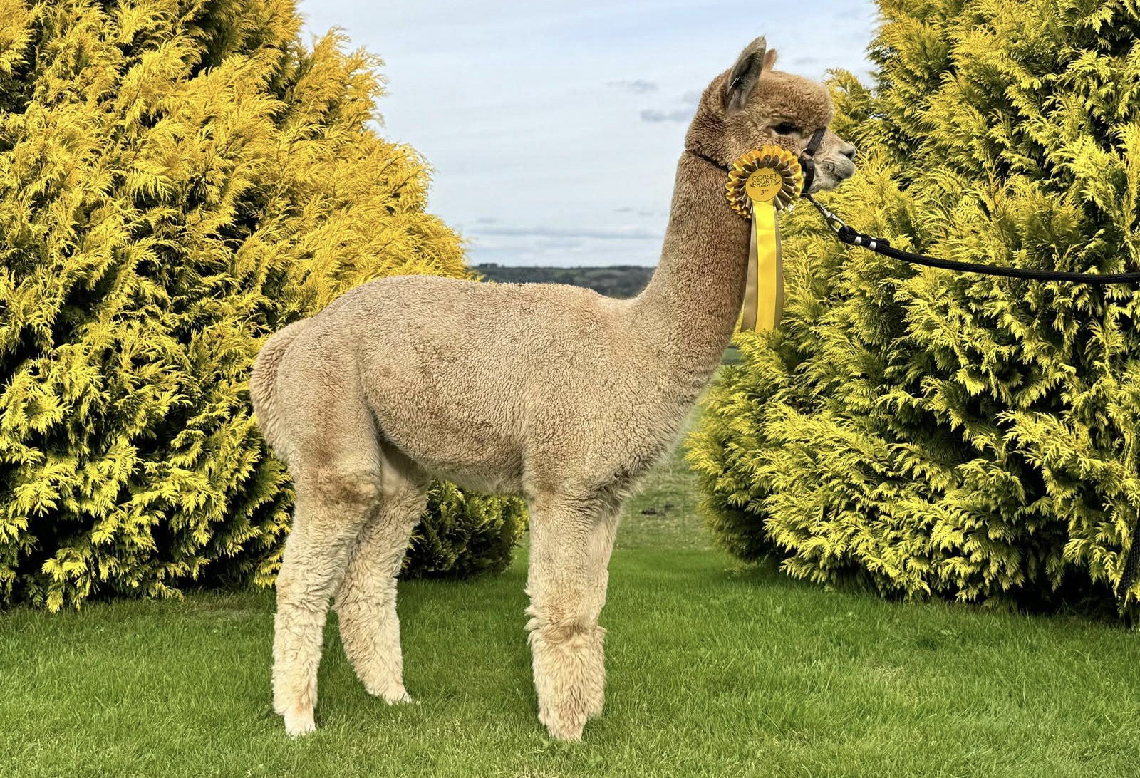Hermes Inca Alpaca- tilalla 8.9.2024. Hermes on saanut kaksi 2. sijoitusta ja yhden 3. sijoituksen Englannin kovatasoisissa näyttelyissä. Kuva: Inca Alpaca, Dorset