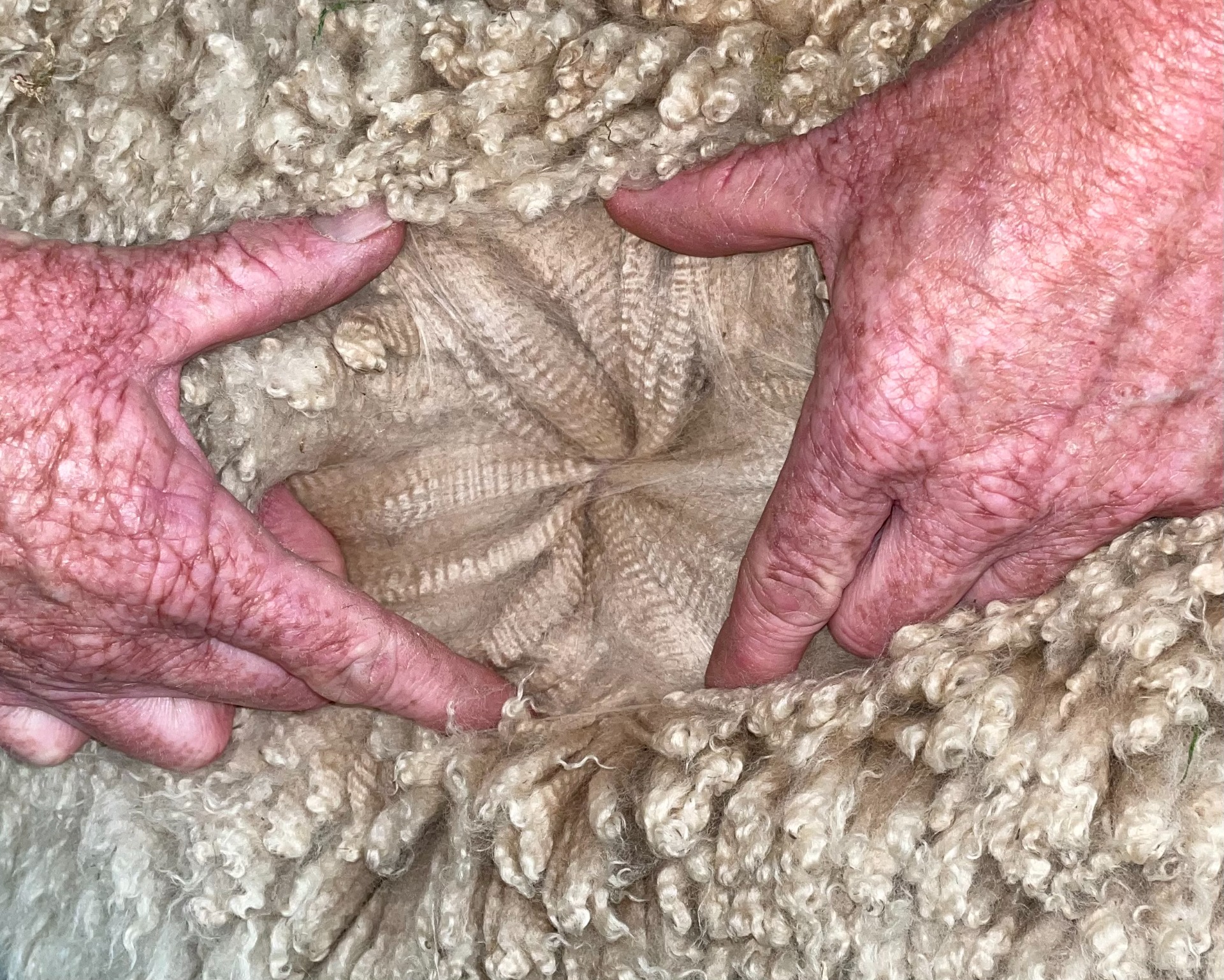 Hermeksen villa on hyvin tyylikästä ja kiiltävää 23.5.2023. Kuva: Inca Alpaca, Dorset