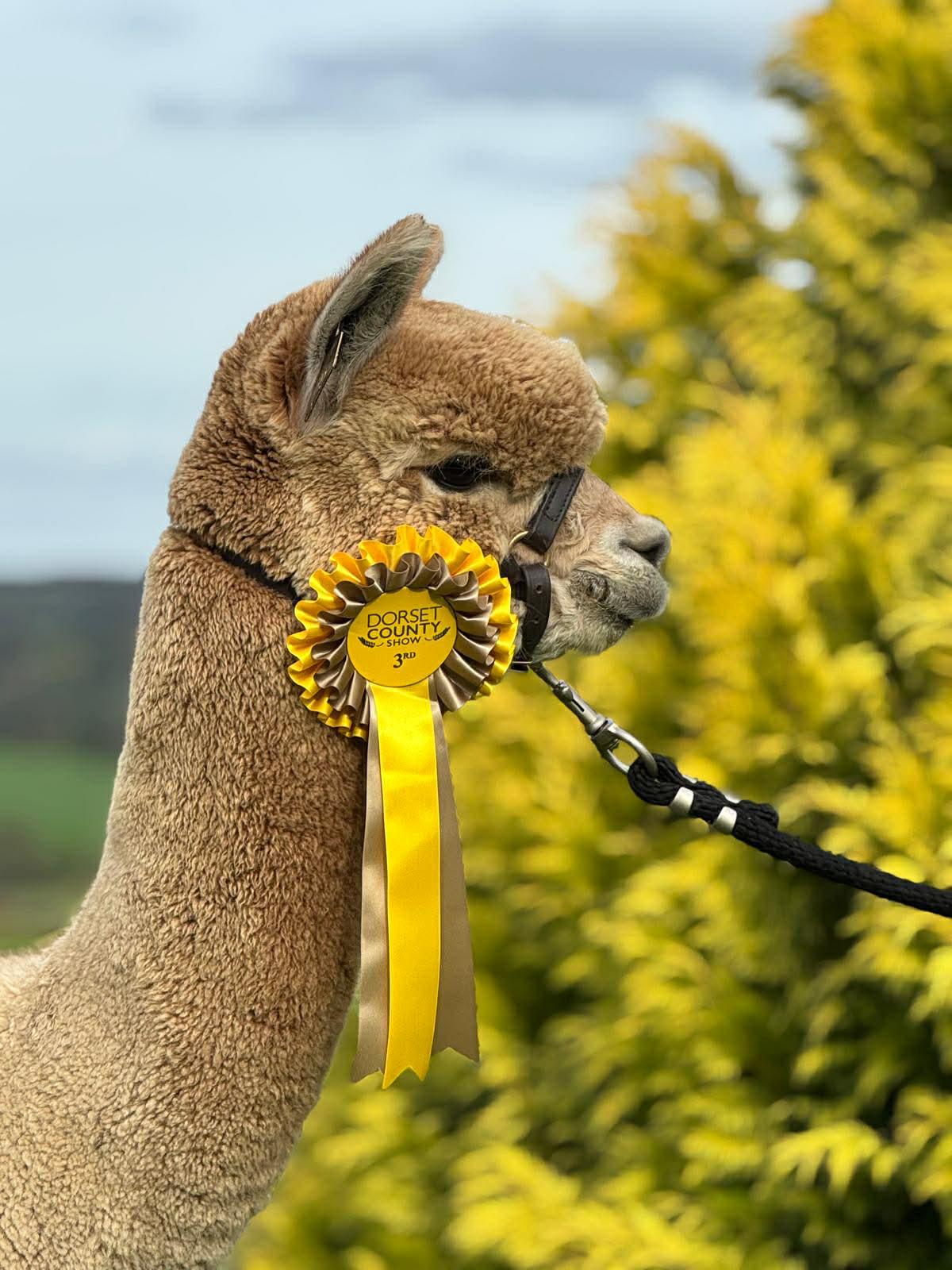 Tuomari kehui, että Hermes pärjäisi Jenkeissä "Best head"- kilpailussa. Kuva: Inca Alpaca, Dorset