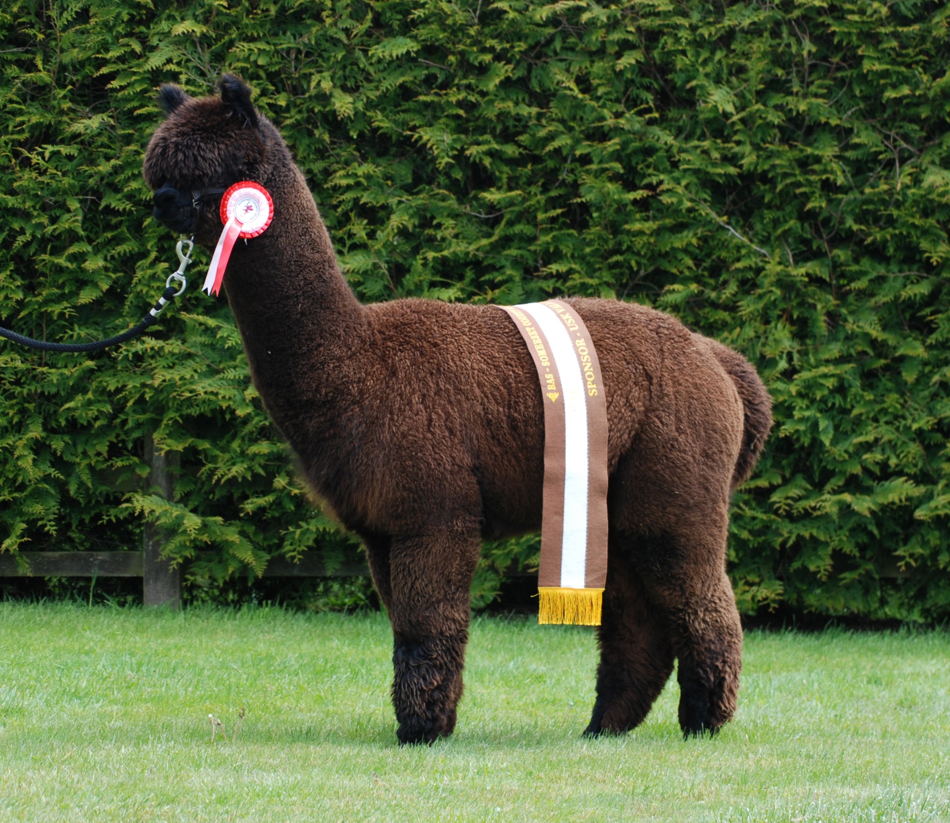 Hermeksen isä, komea Inca Moonshine ehti saada vain 9 jälkeläistä ennen tapaturmaista kuolemaansa. Kuva: Inca Alpaca, Dorset