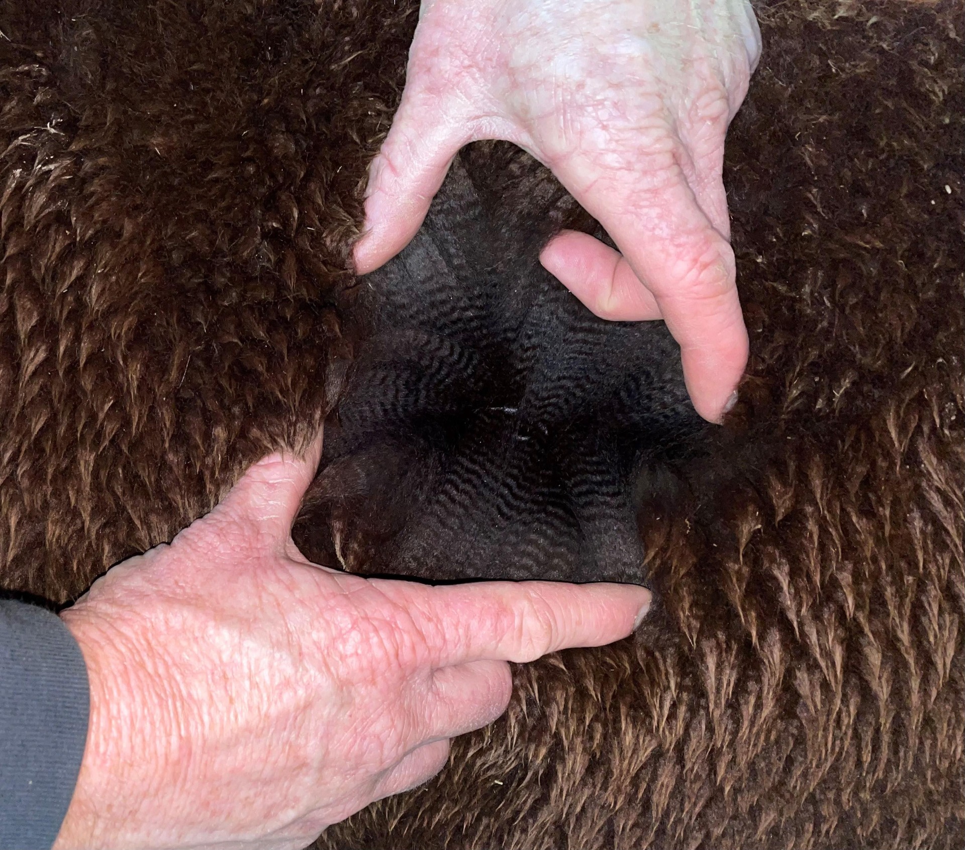 Hermeksen isä, Inca Moonshinen villa. Kuva: Inca Alpaca, Dorset