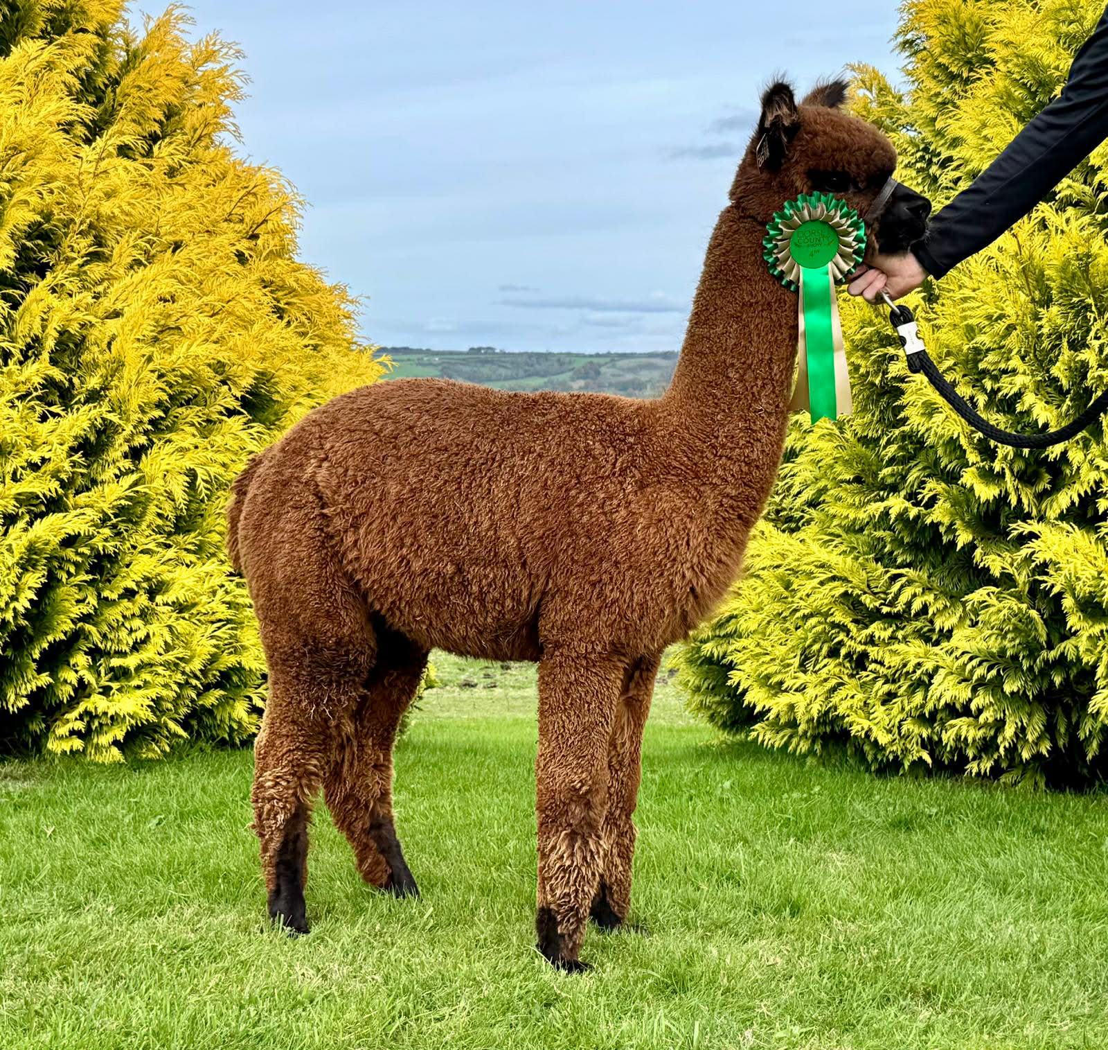 Wuthering Heights Prometheus syyskuussa 2025. Kuva: Inca Alpaca, Dorset