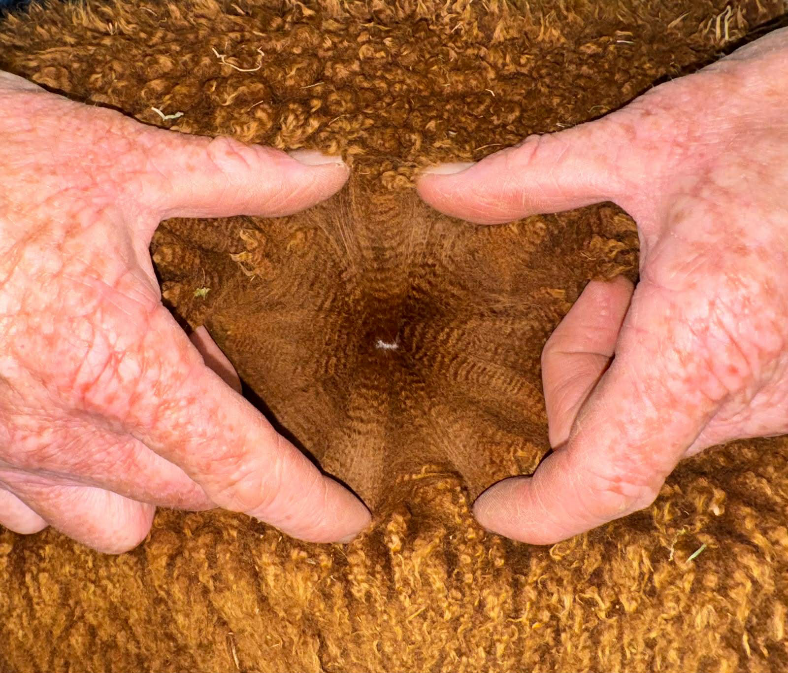 Prometheuksen villa 9.2025. Kuva: Inca Alpaca, Dorset