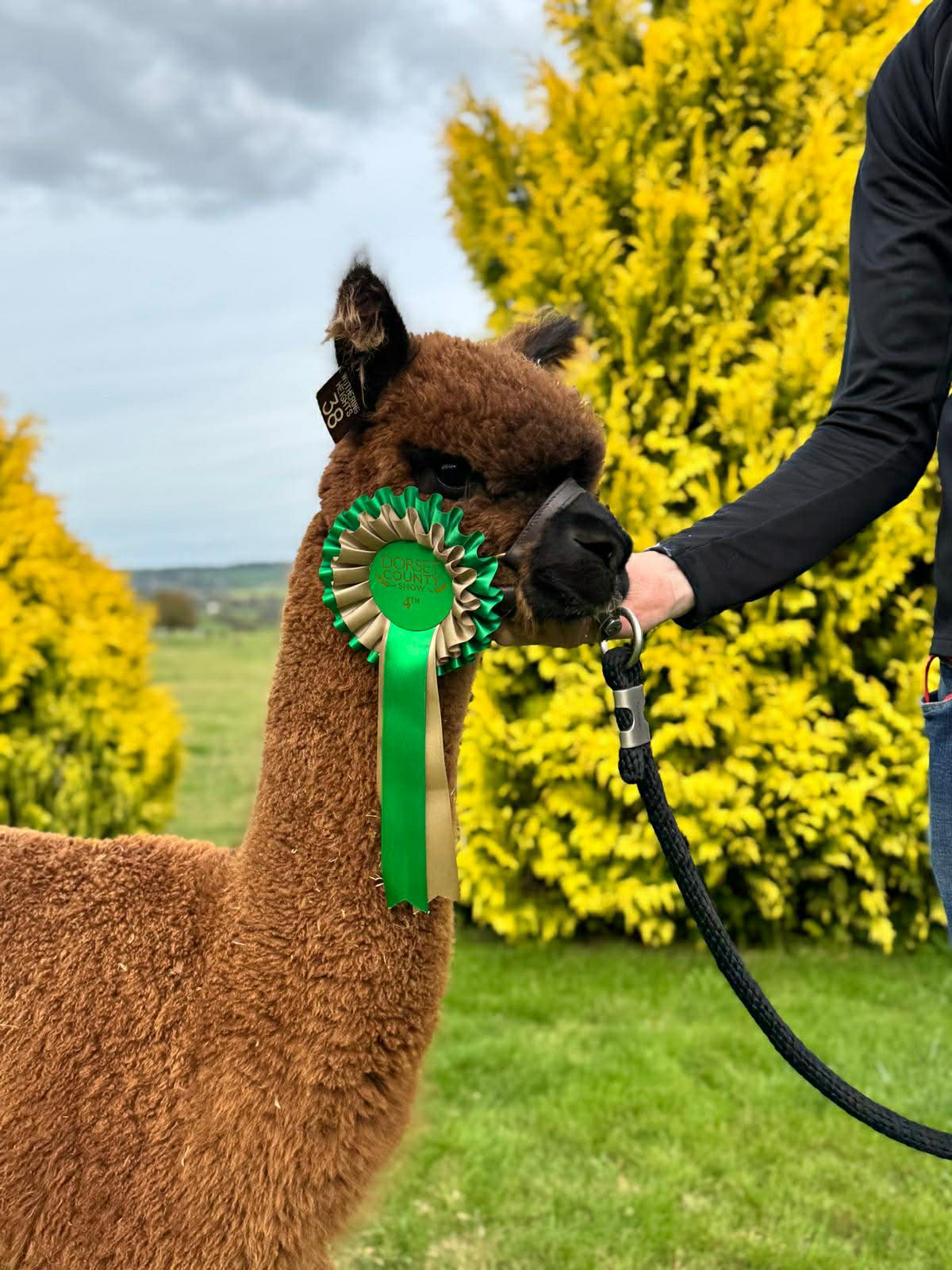 Prometheus tuli neljännelle sijalle Dorset County Showssa 9.2025, Dorsetissa. Kuva: Inca Alpaca, Dorset