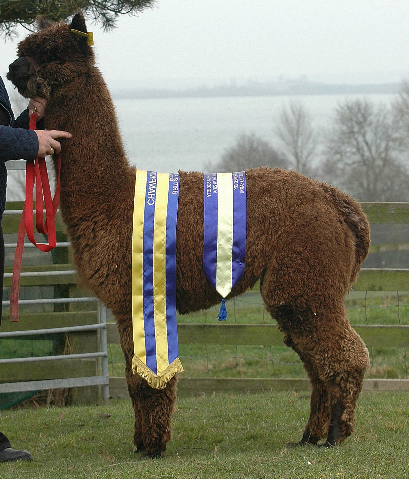 Prometheuksen isä, kuuluisa Toft Timogen. Timogen lukeutuu UK:n parhaiden ruskeiden jalostusorien joukkoon. Kuva: Inca Alpaca, Dorset 