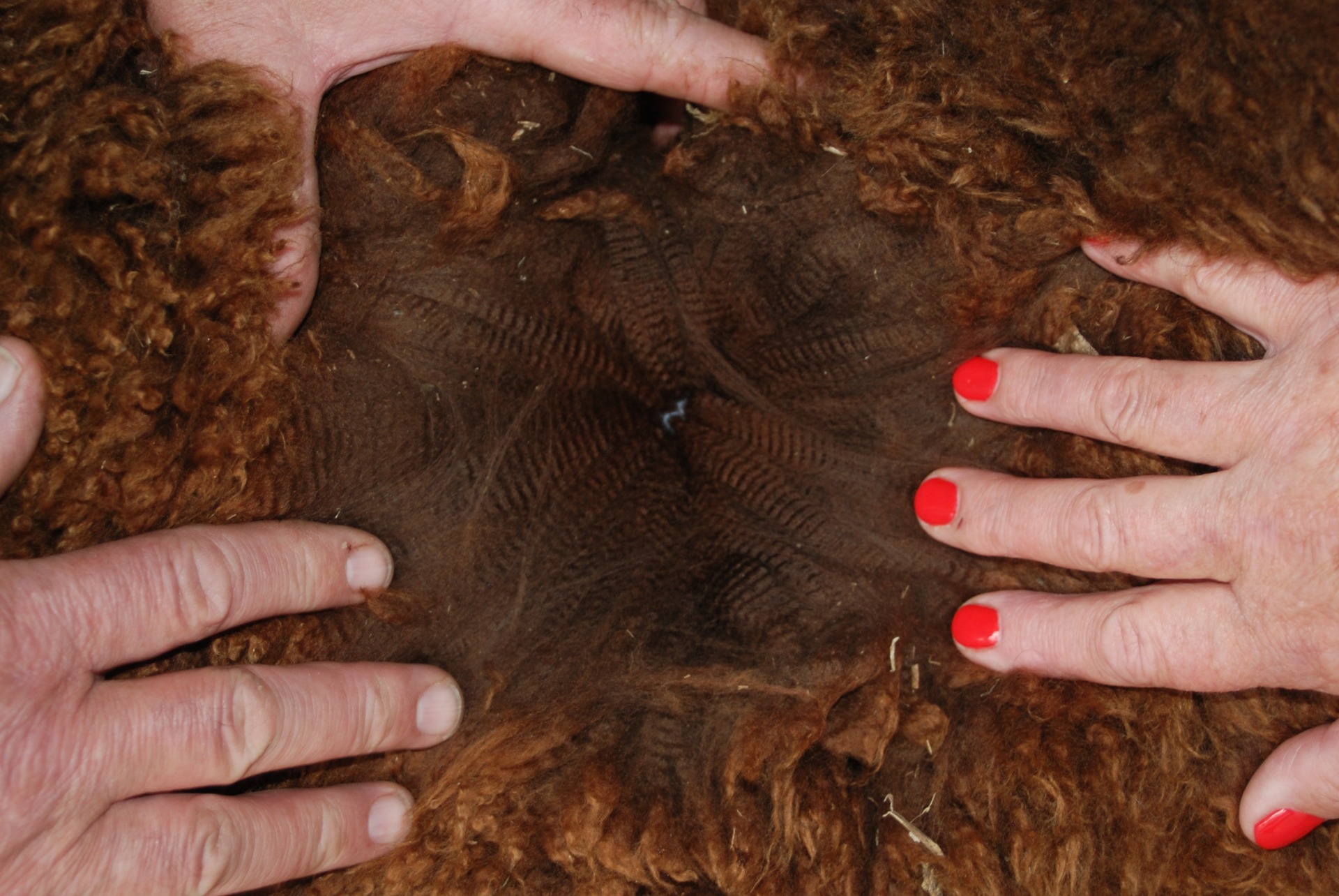 Toft Timogenin villa. Timogen on periyttänyt ensiluokkaisia villanominaisuuksiaan useille jälkeläisilleen. Kuva: Inca Alpaca, Dorset 