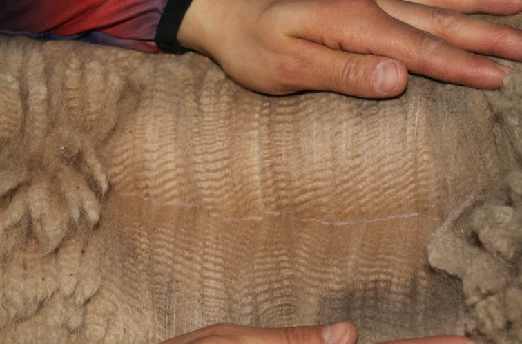 Njord's fleece at the age of two in 2020 / Njordin villa vuonna 2-vuotiaana, vuonna 2020. Photo: Julianna Repo