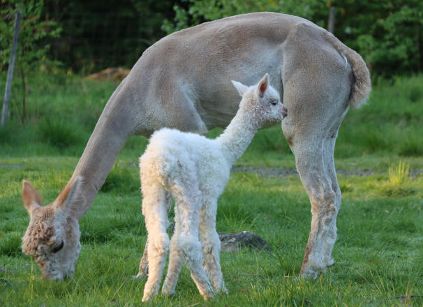 Lillan ensimmäisen vasansa, Wuthering Heights Echon, kanssa 28.5.2024 / Lillan with her first cria, Wuthering Heights Echo, on 28th of May 2024. Photo: Carita Saarinen