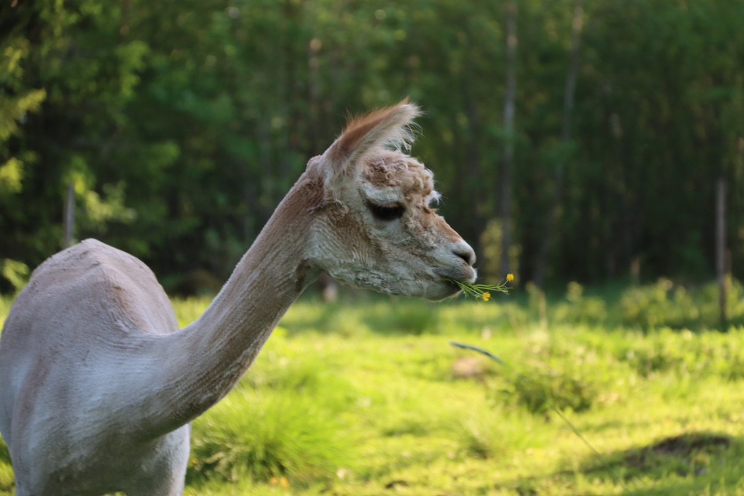 Lillan on hyvänkokoinen jalostuslaatuinen emä, jolla on ihastuttava luonne / Lillan is a good sized breeding female with a sweet temper. Photo: Carita Saarinen, 27.5.2024