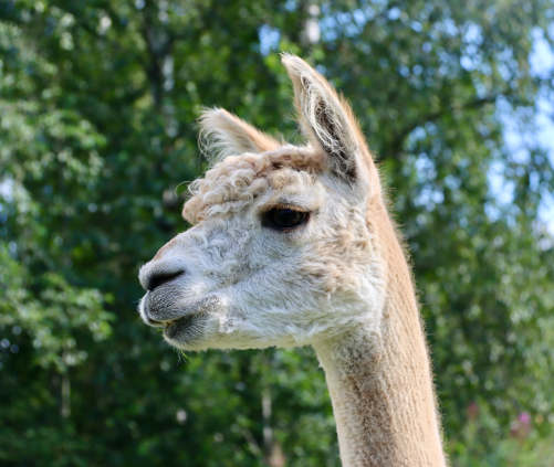 Lillan pää kuva / Lillan head photo. Photo: Carita Saarinen 28.7.2024