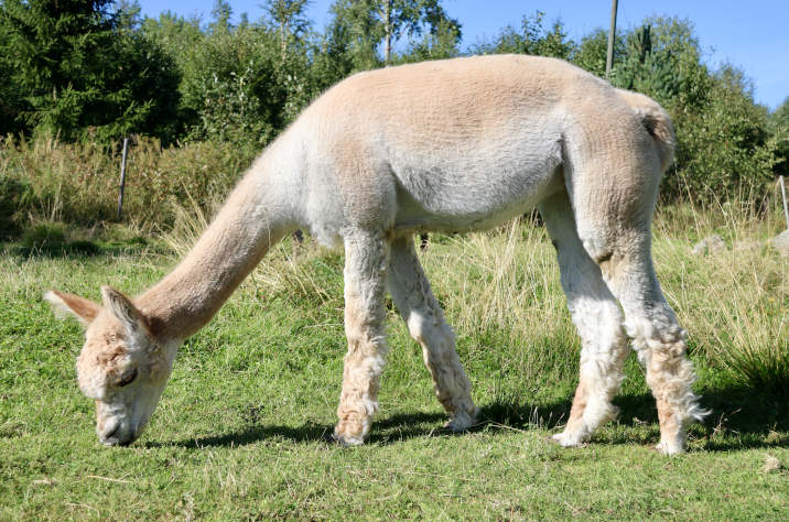 Lillan on kaikipuolin terve ja hyväkuntoinen emä / Lillan is a perfectly healthy female with a good body condition. Photo: Carita Saarinen