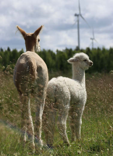 Lillan ja Echo kesäkuussa 2024 / Lillan & Echo June 2024. Photo: Carita Saarinen