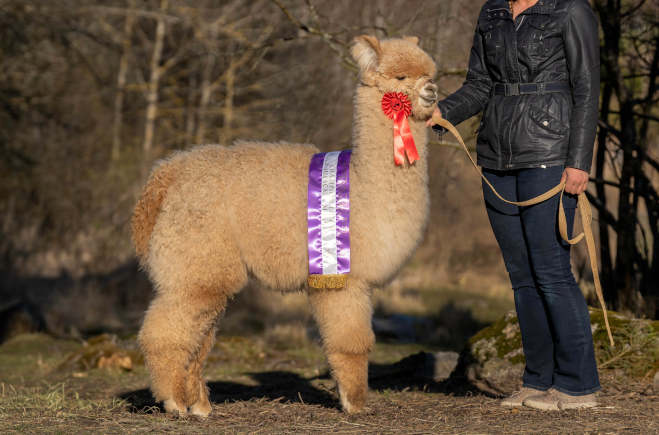 Wuthering Heights Hauron Champion light male 2023. Kuva: Johanna Sjövall, Pori, 3.5.2023