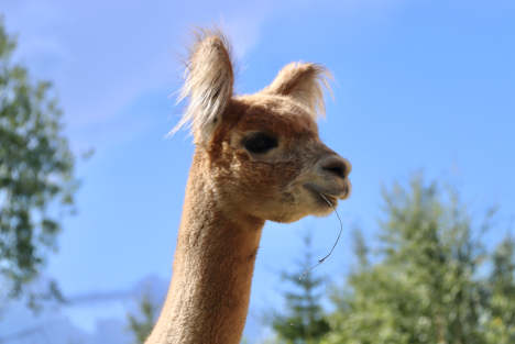 Hauron pää 23.7.2023. Kuva: Carita Saarinen