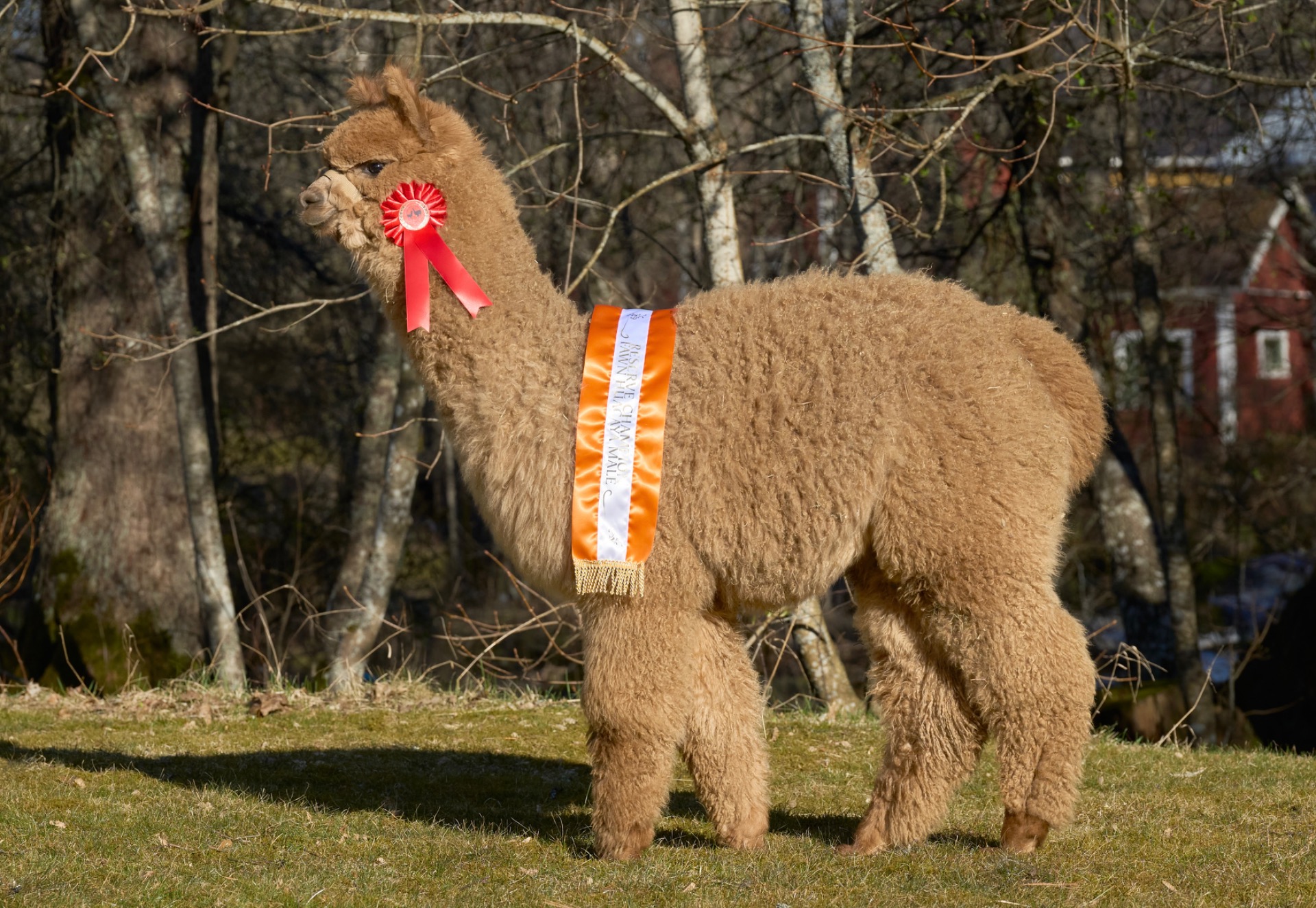 Othellon jälkeläinen, Wuthering Heights Totem osallistui ensimmäistä kertaa näyttelyyn keväällä 2026, voittaen oman luokkansa (junior fawn male) ja lisäksi se palkittiin Reserve Champion fawn male- palkinnolla. (Katso Totemin oma kuvaus.) Kuva: Johanna Sjövall