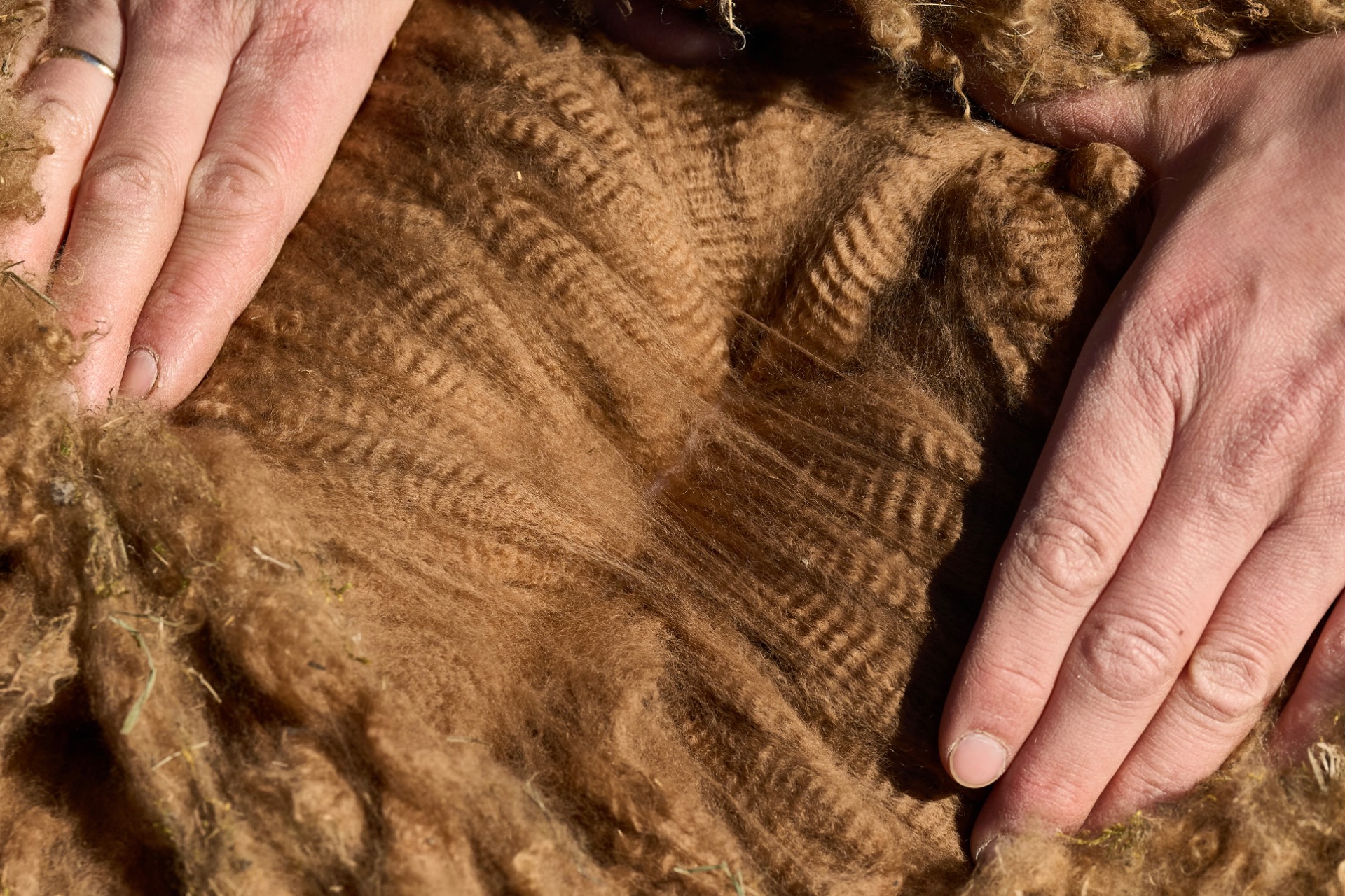 Totemin ensimmäinen villa 21.4.2026. Kuva: Johannan Sjövall